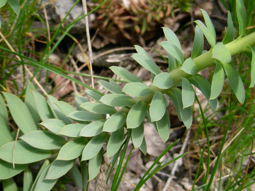 Euphorbia myrsinites / Euforbia mirsinite